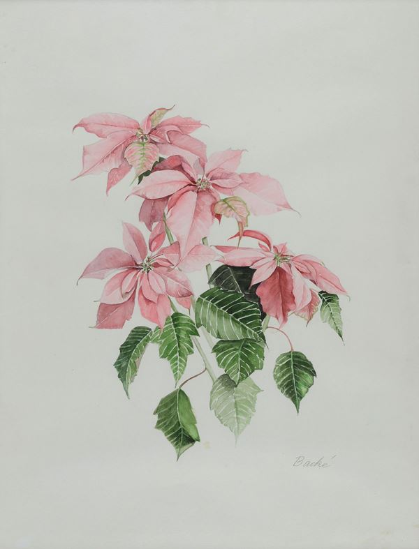 Anonimo, XX sec. - Fiori - Poinsettia
