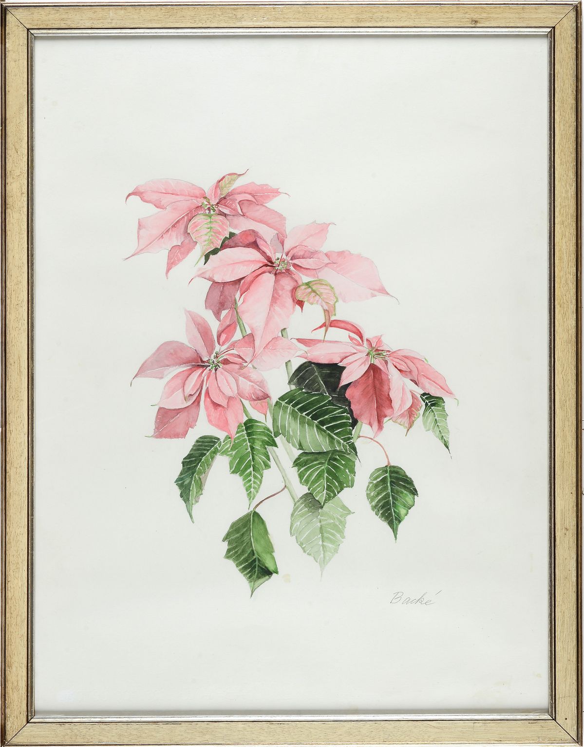 Anonimo, XX Sec. - Fiori - Poinsettia