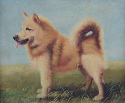 Shiba Inu
