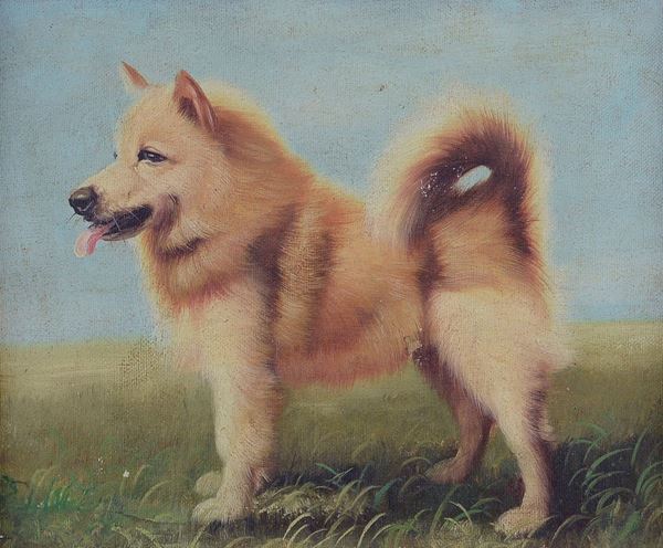 Anonimo, XX sec. - Shiba inu