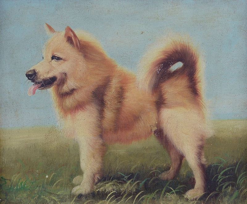 Anonimo, XX Sec. - Shiba Inu