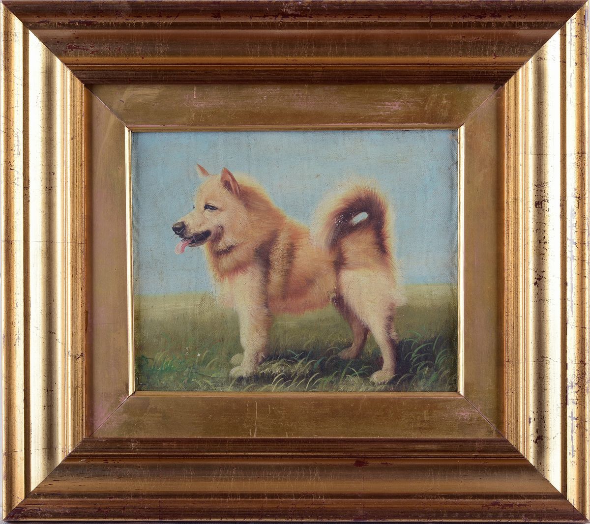 Anonimo, XX Sec. - Shiba Inu