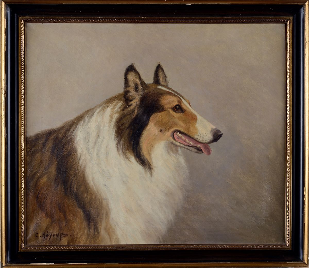 Carl Hoyrup - Border Collie