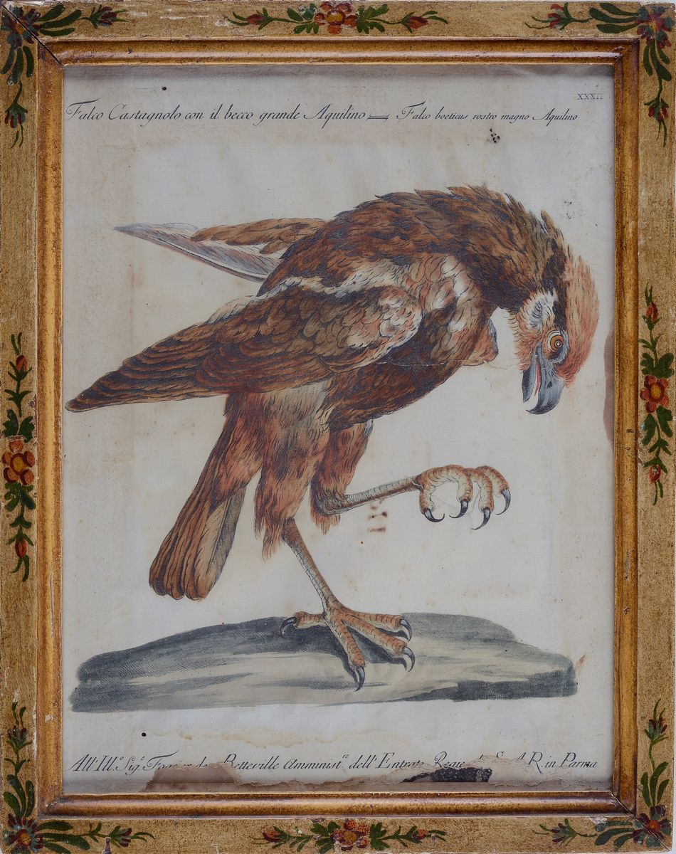 Xaverio Manetti - Dieci Tavole Ornitologiche