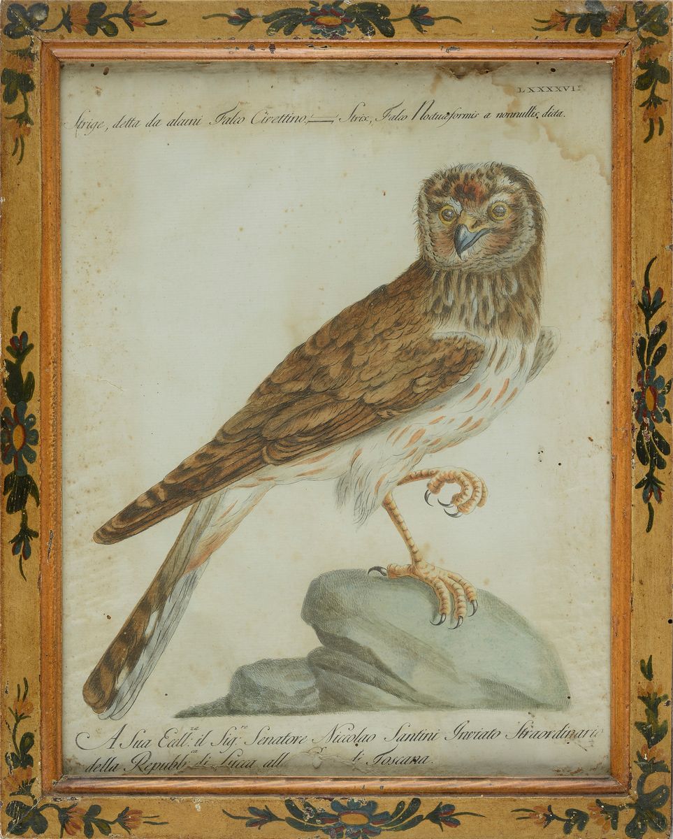 Xaverio Manetti - Dieci Tavole Ornitologiche