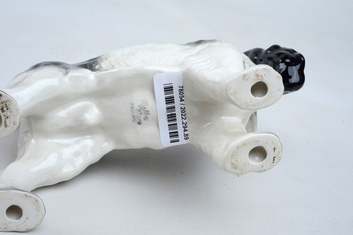 Spinger Spaniel