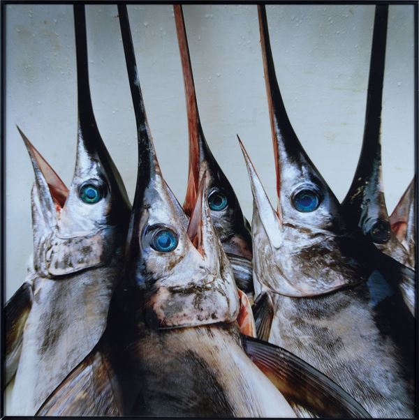 Mimmo Jodice : Pesci spada  - Stampa fotografica - Asta ARTE MODERNA E CONTEMPORANEA - III - Galleria Pananti Casa d'Aste