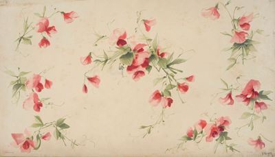 Pois De Senteur