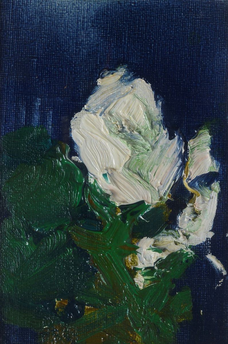 Saverio Barbaro - Rosa Bianca