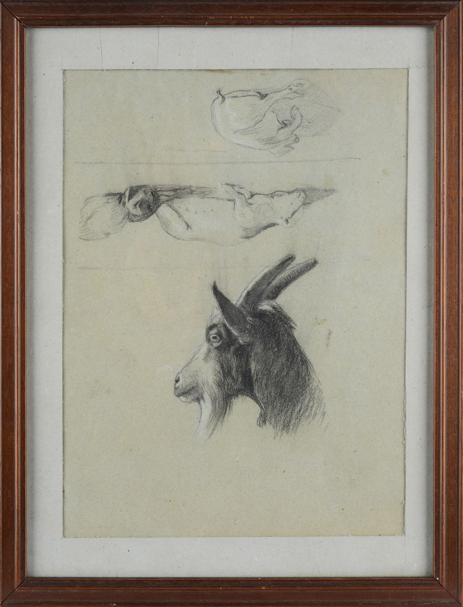 Attr. a Carlo Pittara - Studi di Capre (fronte e Retro)