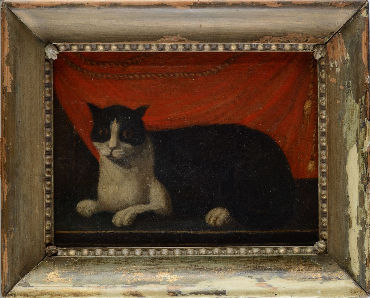 Anonimo, XVII Sec. - Gatto