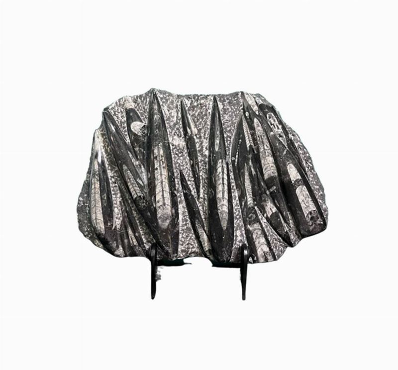 Studio Dimore Collection - Fossile – Ortocerato (mollusco Nautiloide Estinto)