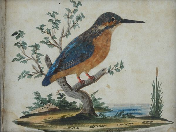 Anonimo, XVIII sec. - Ghiandaia e Martin pescatore