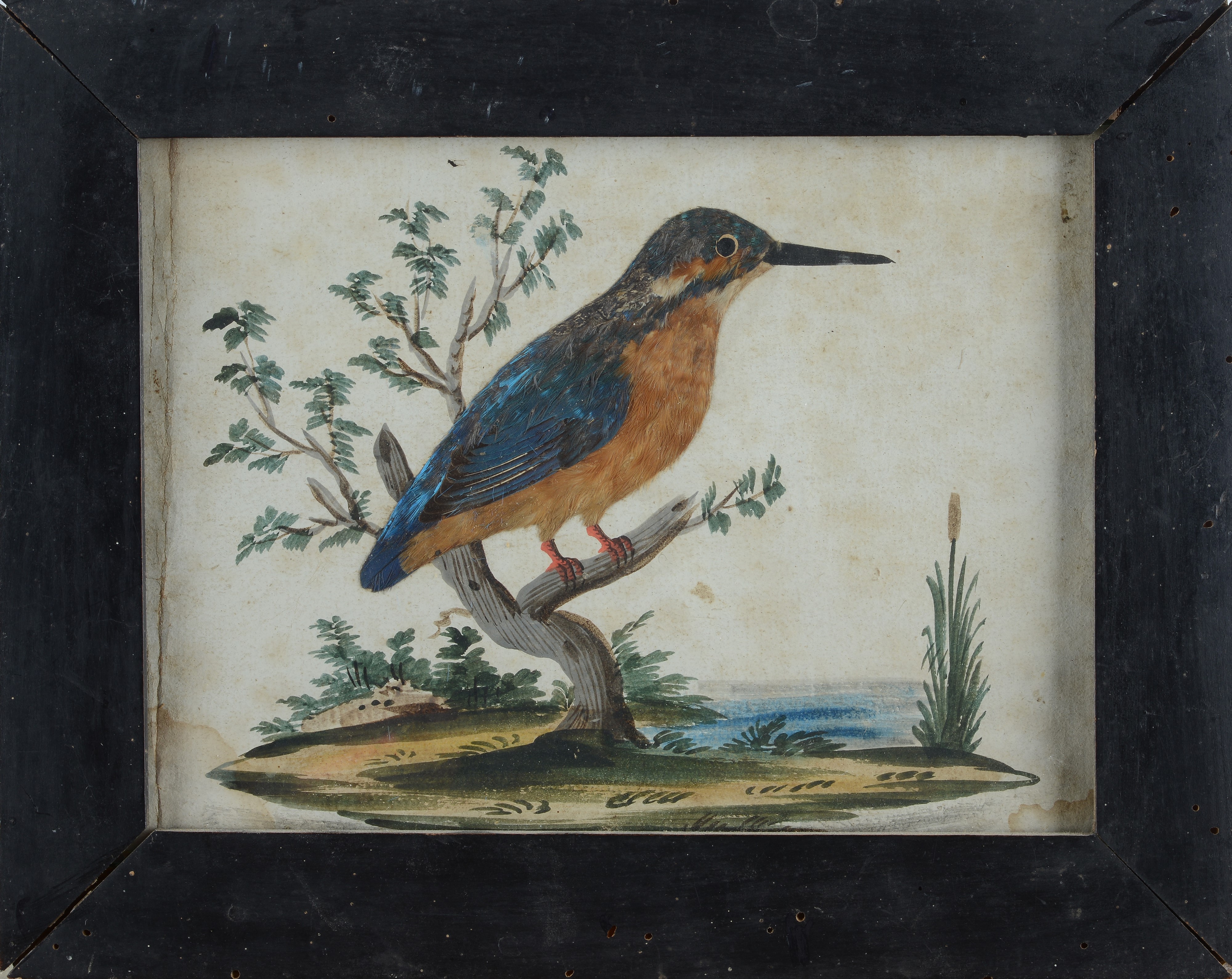 Anonimo, XVIII Sec. - Ghiandaia e Martin Pescatore