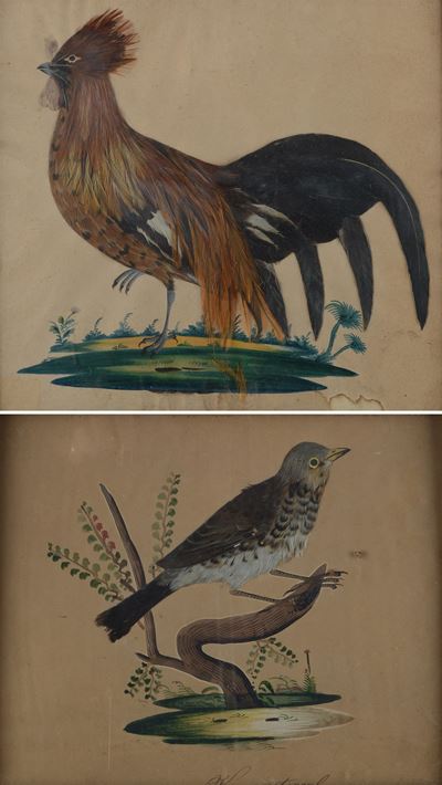 Tordo e Gallo