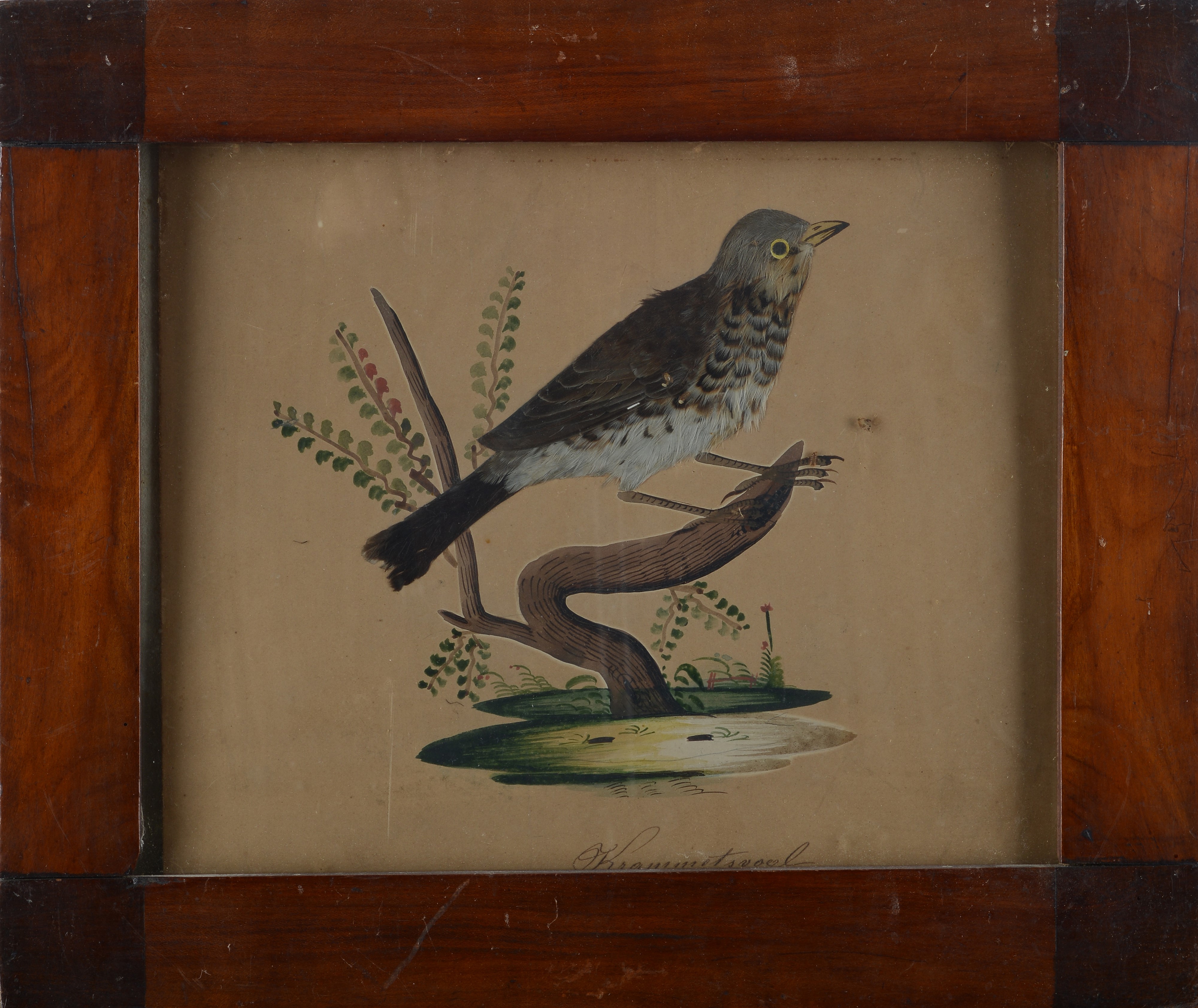Anonimo, XVIII Sec. - Tordo e Gallo