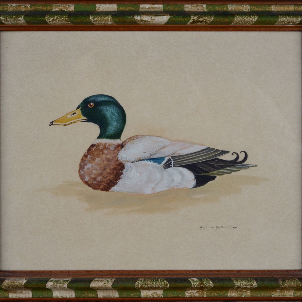 Gigliola Petrini Lapi - Anatre