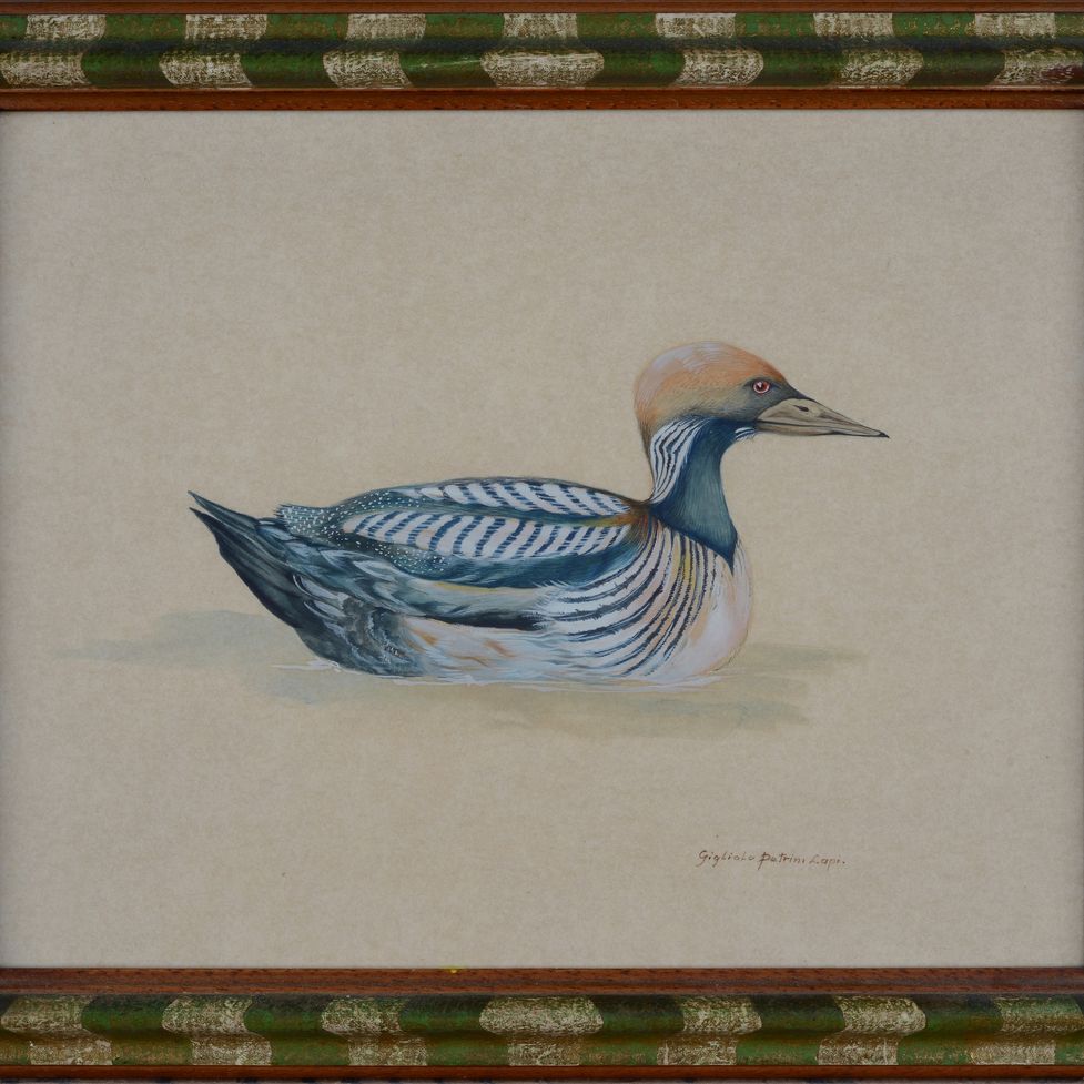 Gigliola Petrini Lapi - Anatre