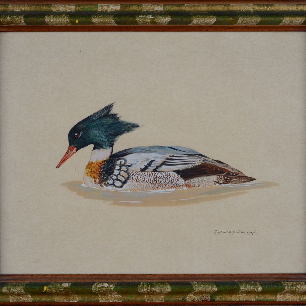Gigliola Petrini Lapi - Anatre