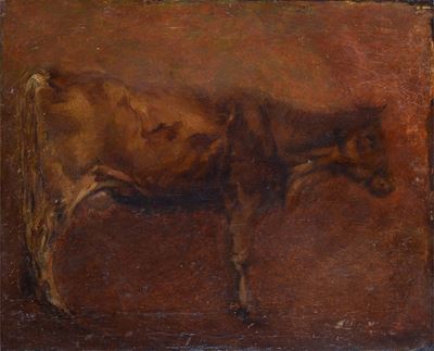 Mucca