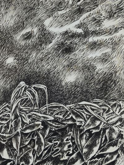 Vegetazione