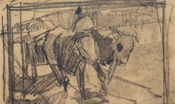 Anonimo, XIX - XX sec. - Cows