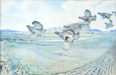 Pernici in Volo