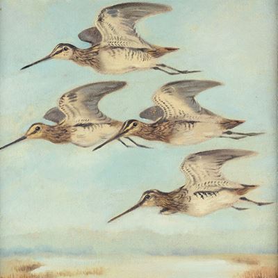 Beccacce in Volo