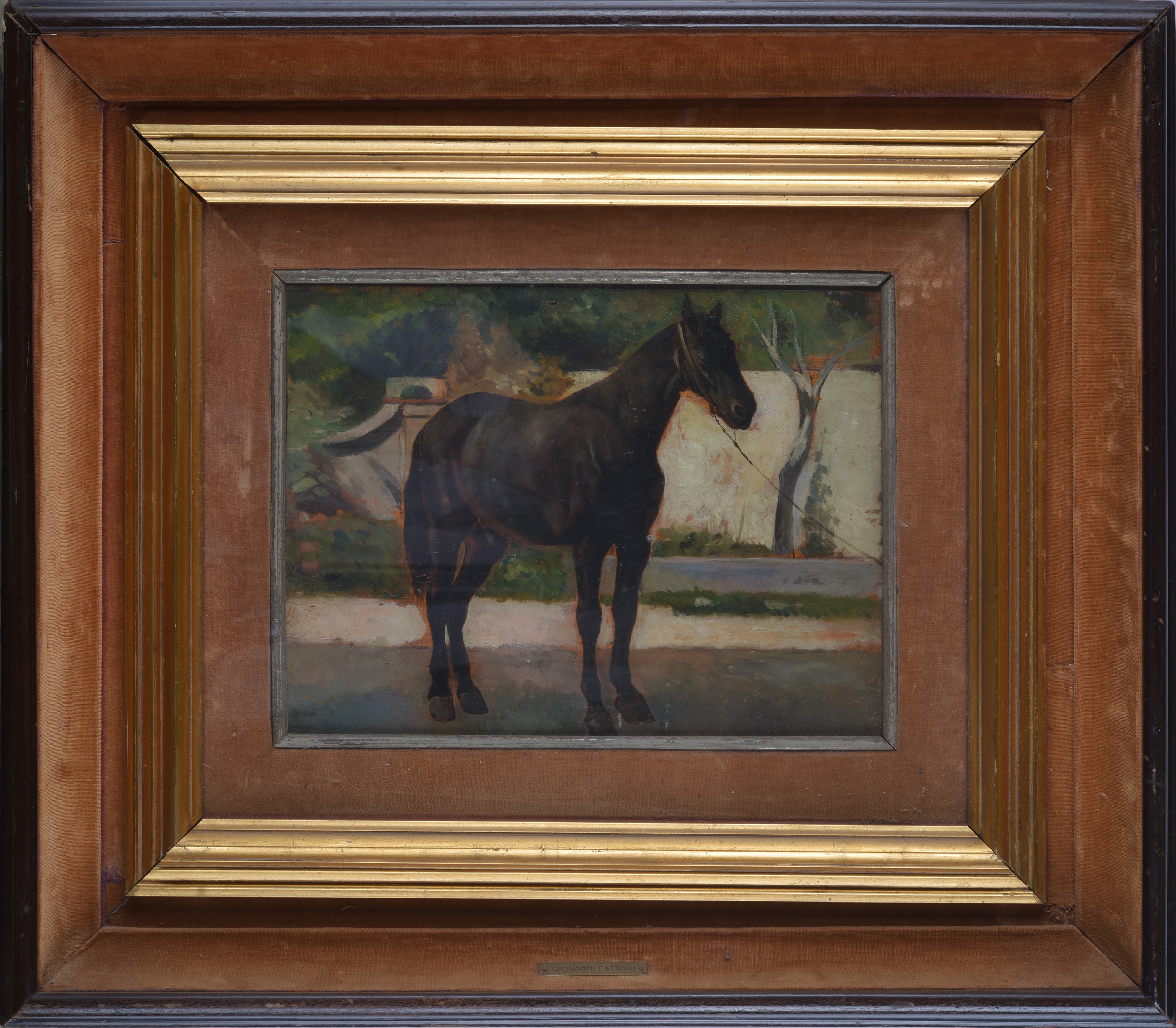 Cavallo morello