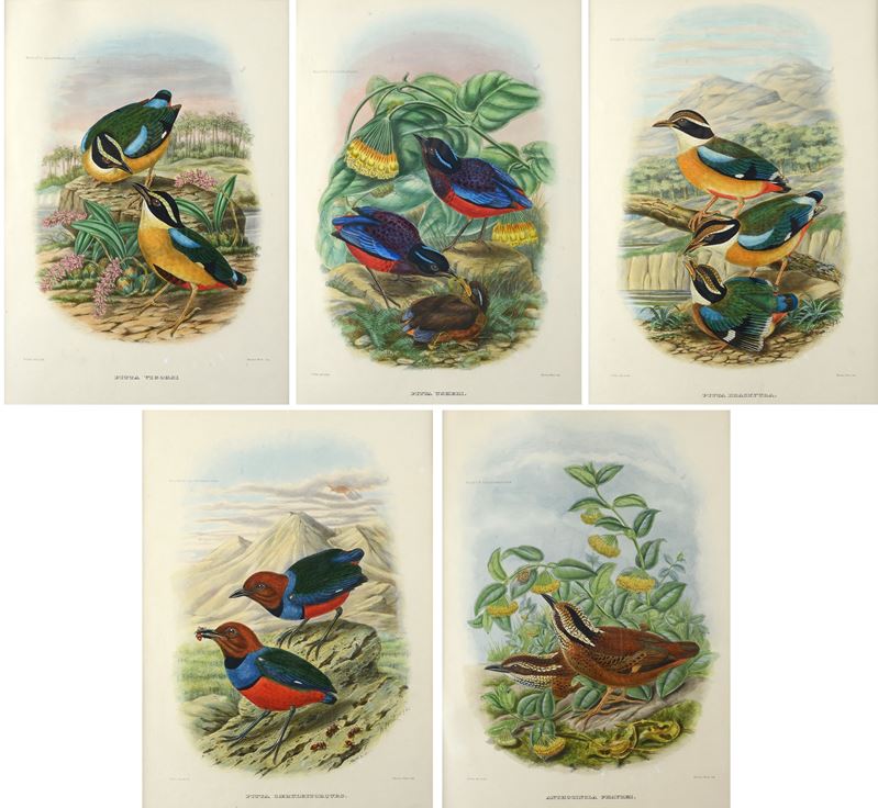 Serie di cinque litografie con uccelli