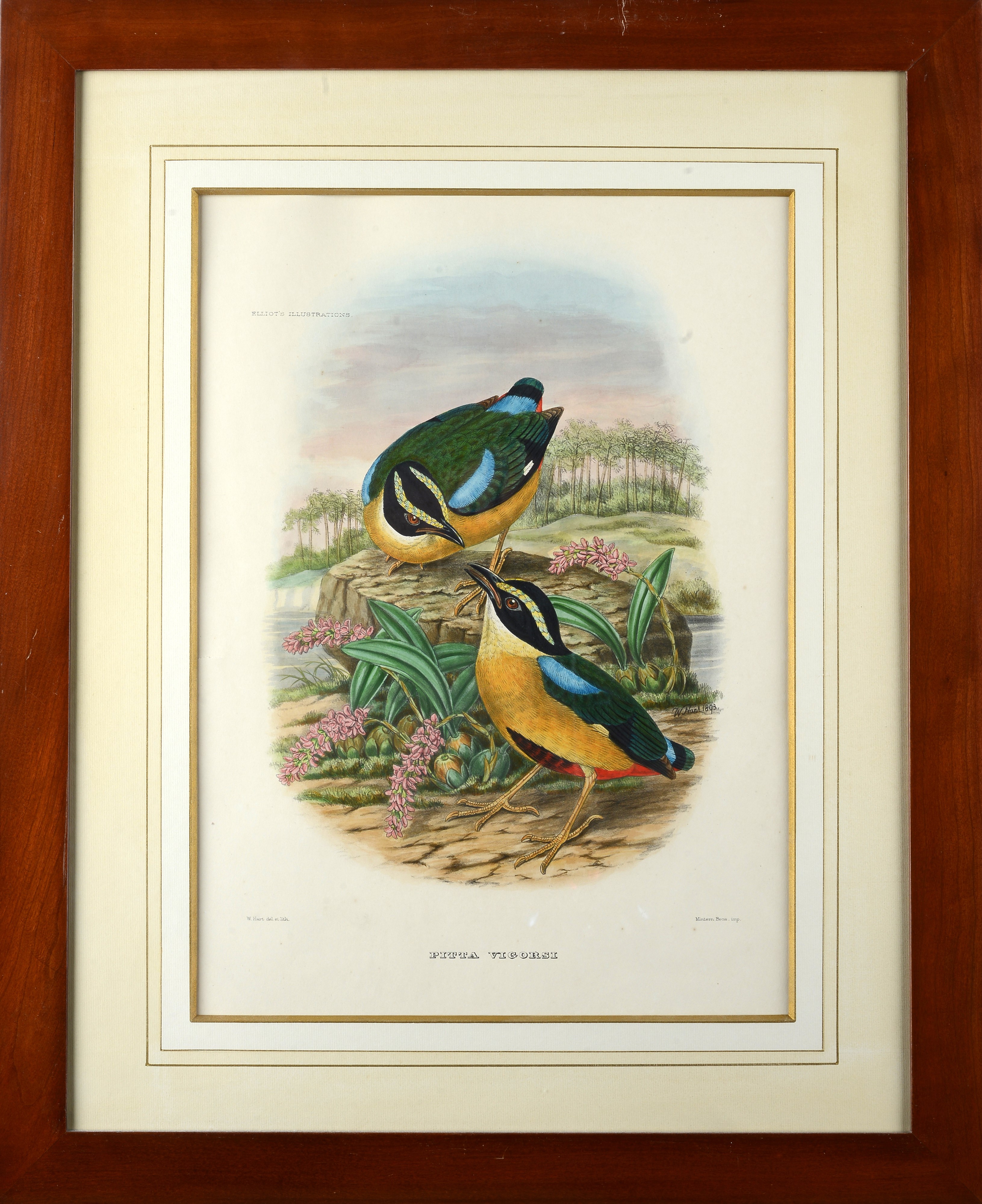 Serie di cinque litografie con uccelli