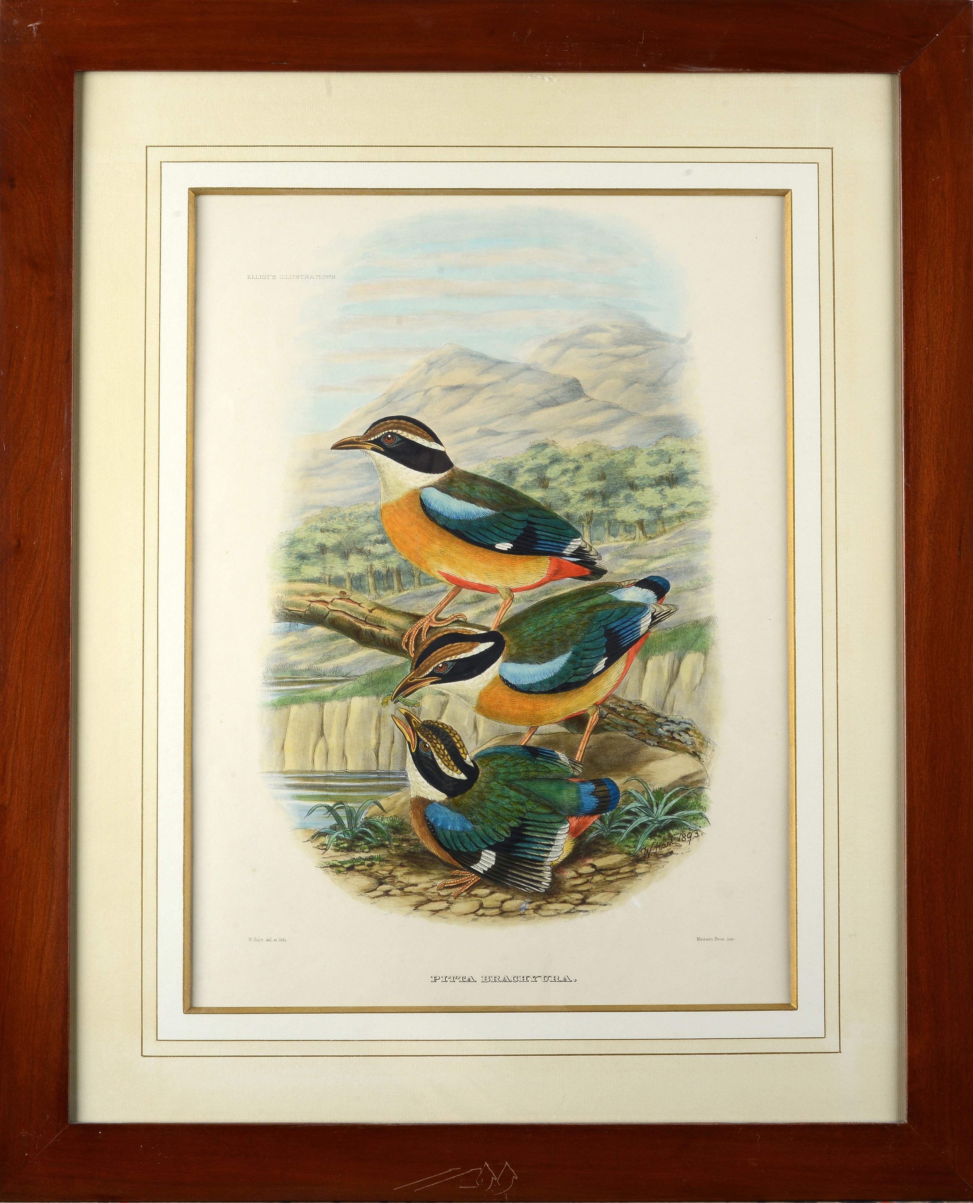 Serie di cinque litografie con uccelli