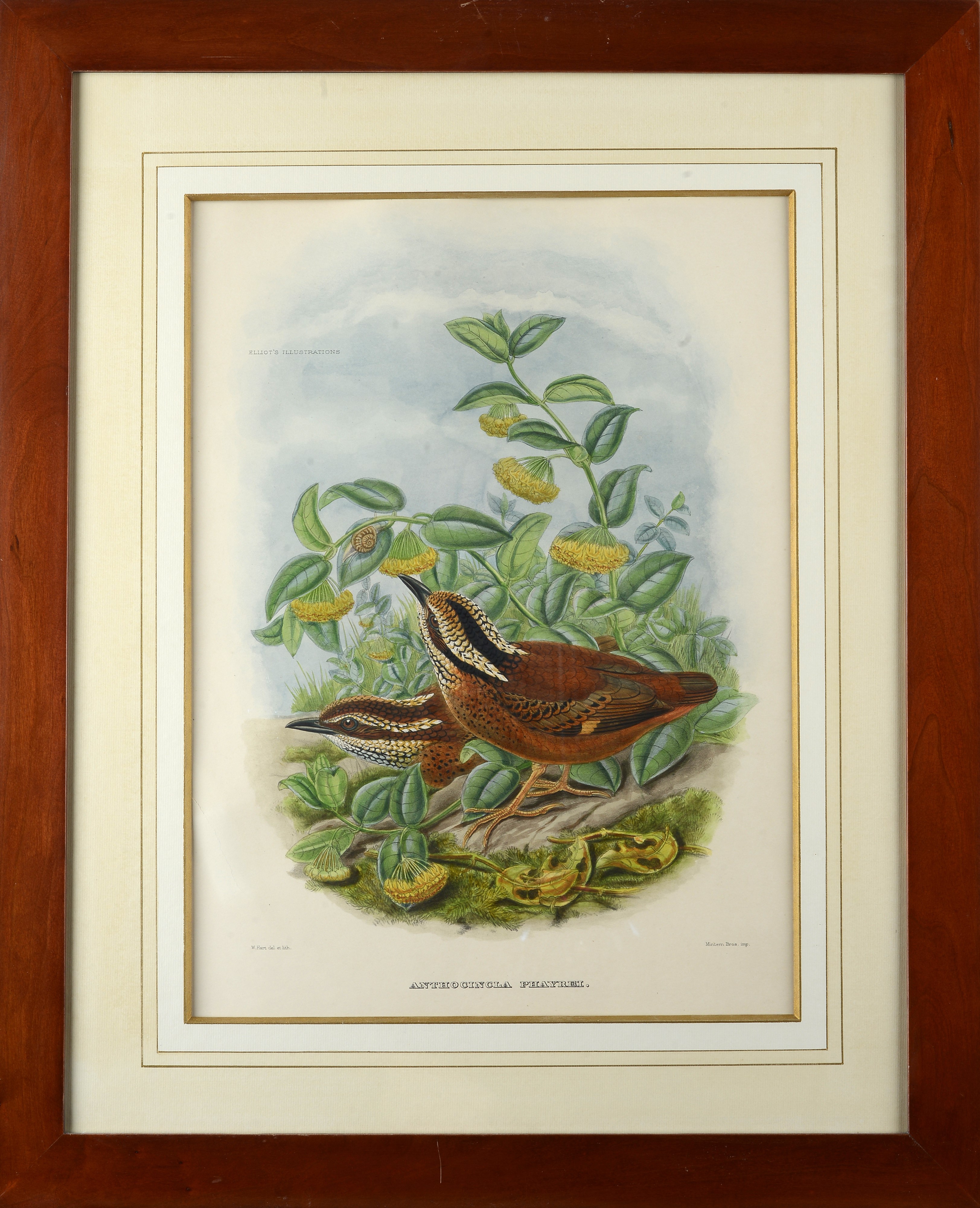 Serie di cinque litografie con uccelli