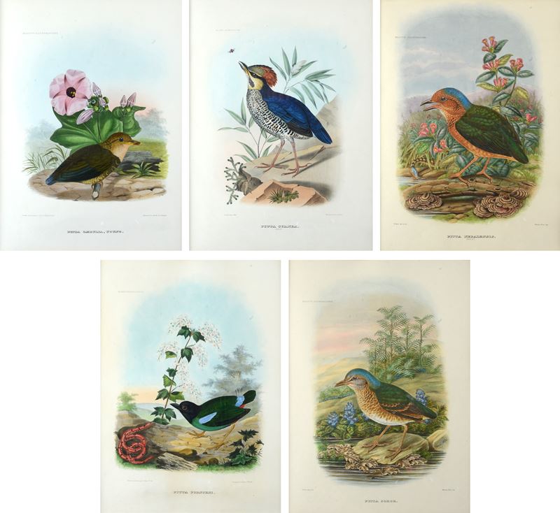 Serie di cinque litografie con uccelli