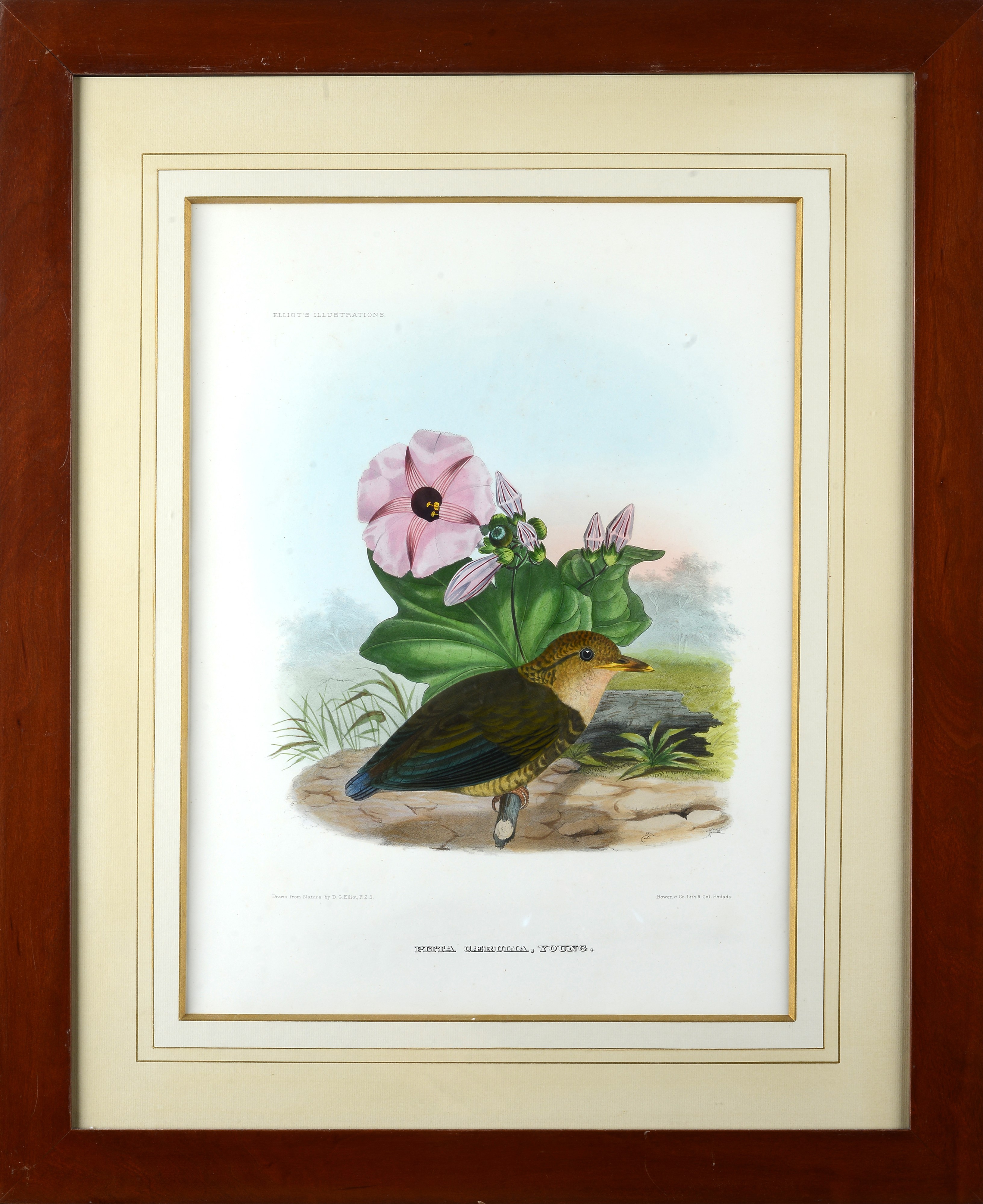 Serie di cinque litografie con uccelli