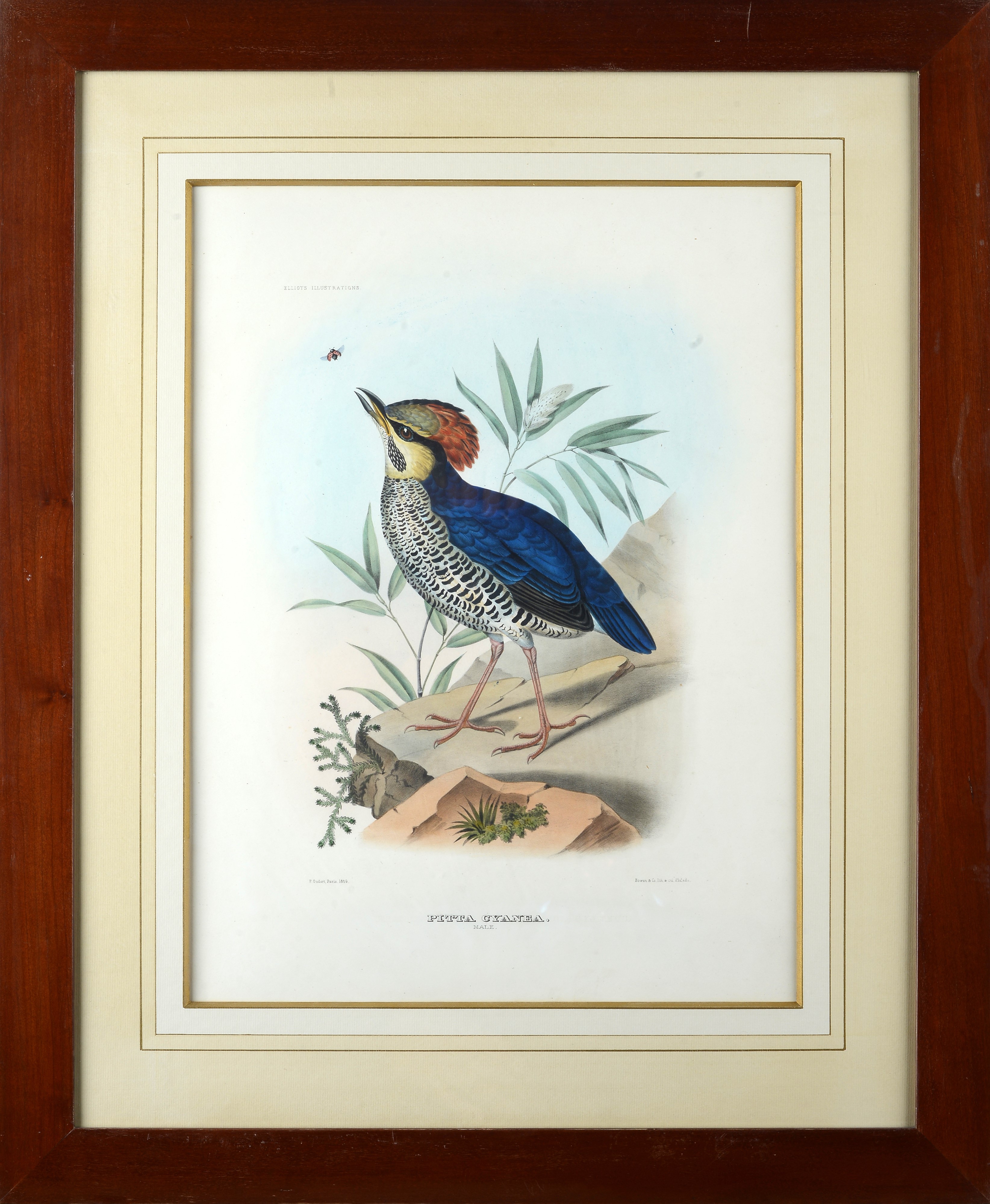 Serie di cinque litografie con uccelli