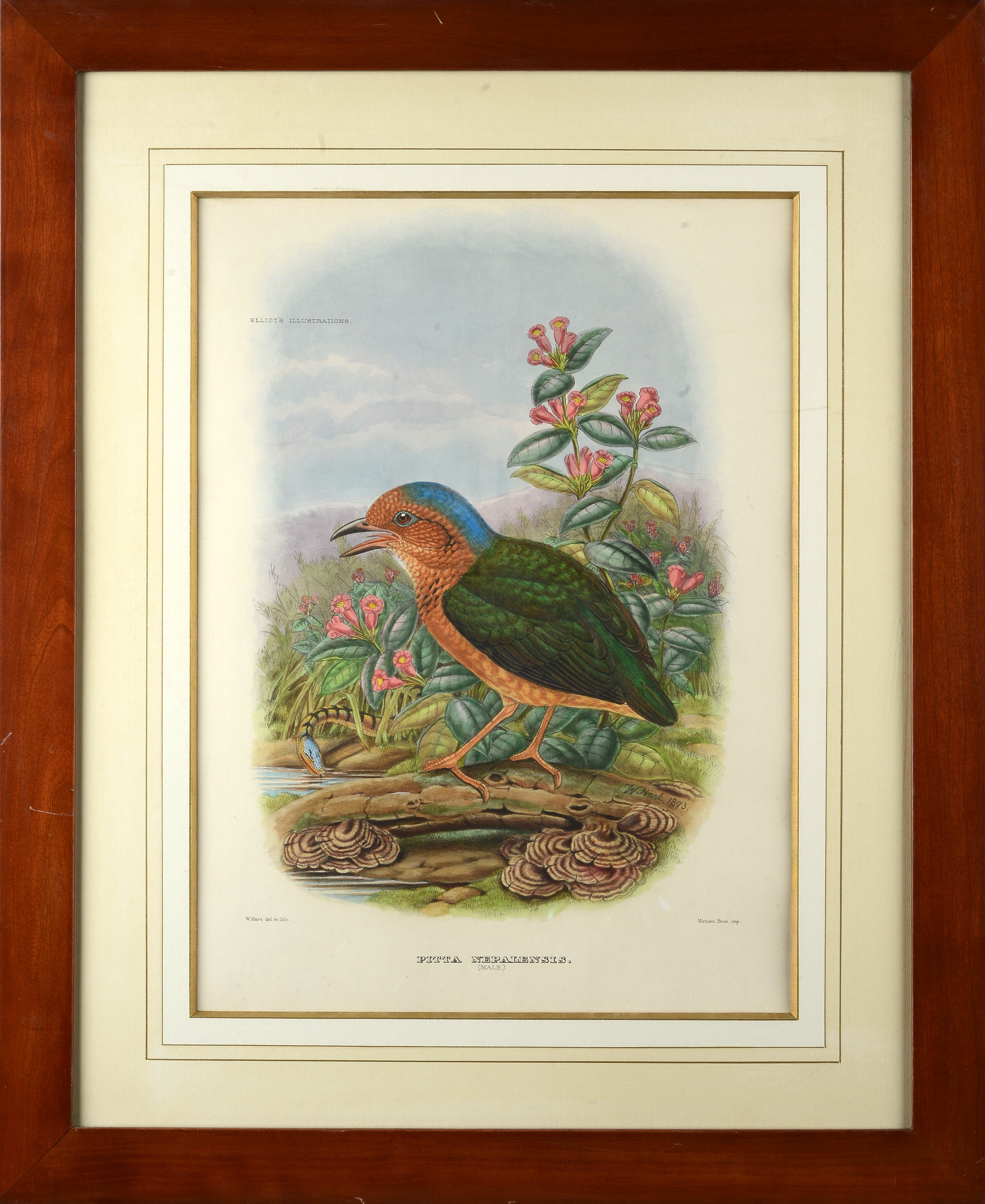 Serie di cinque litografie con uccelli