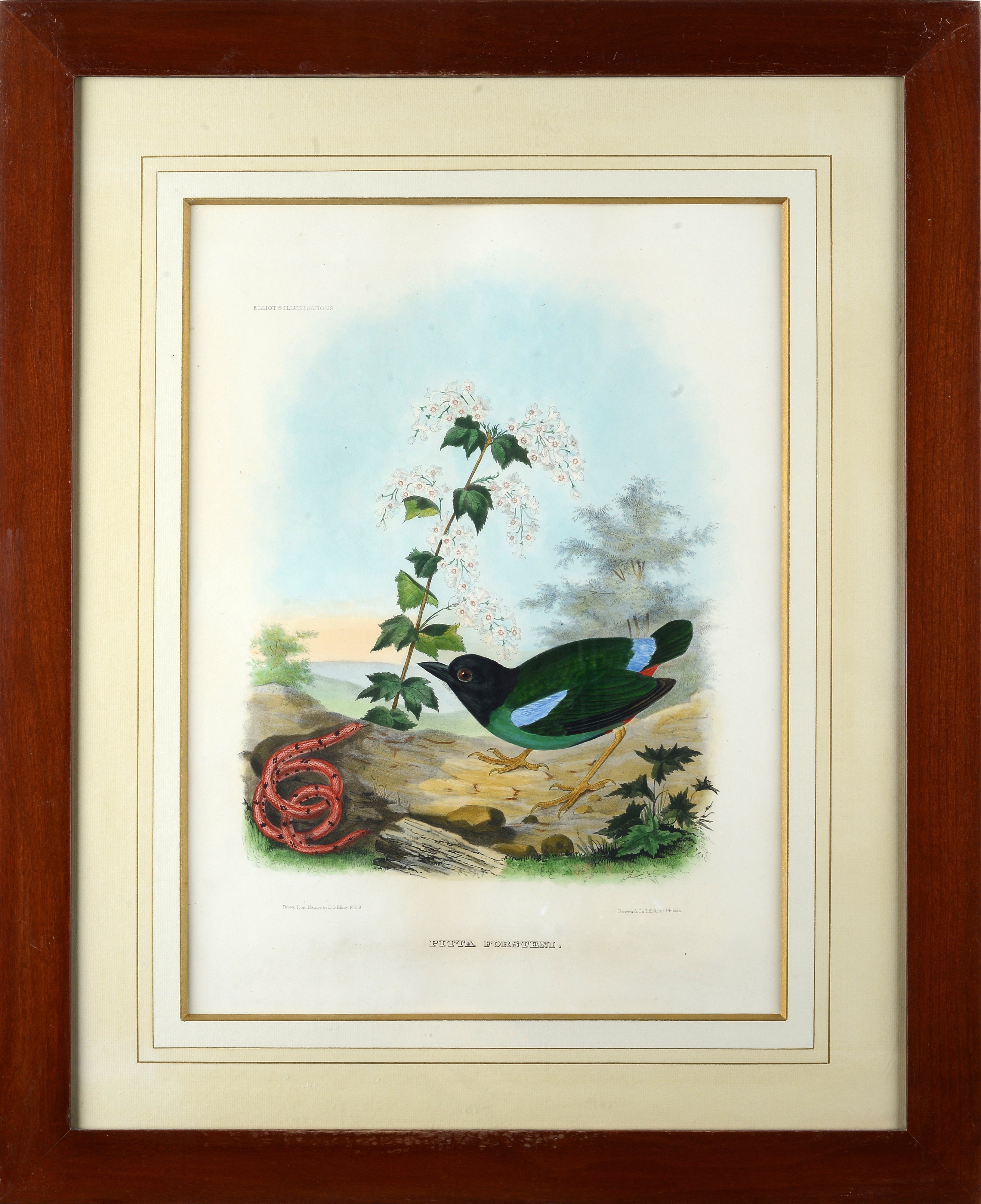 Serie di cinque litografie con uccelli