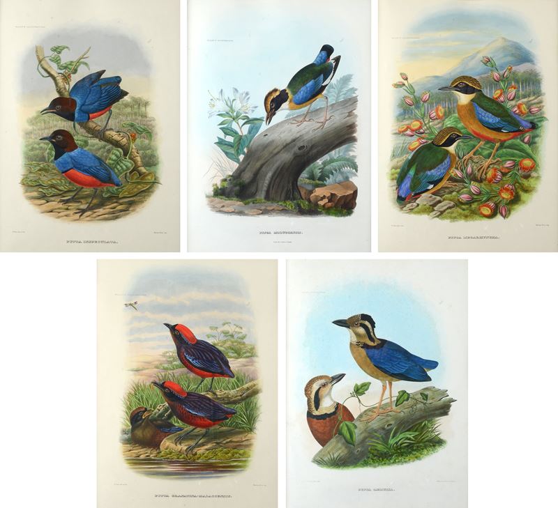 Serie di cinque litografie con uccelli