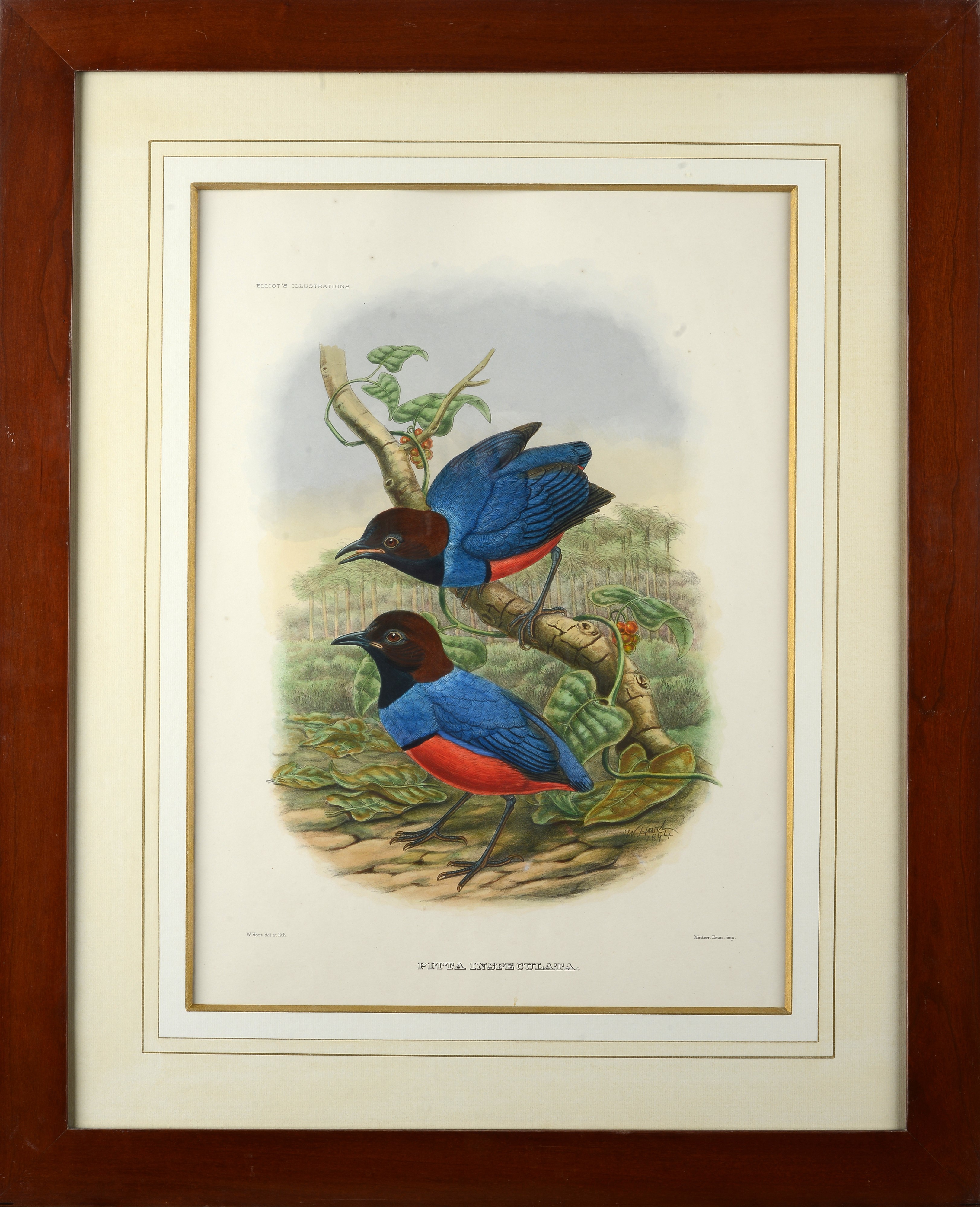 Serie di cinque litografie con uccelli