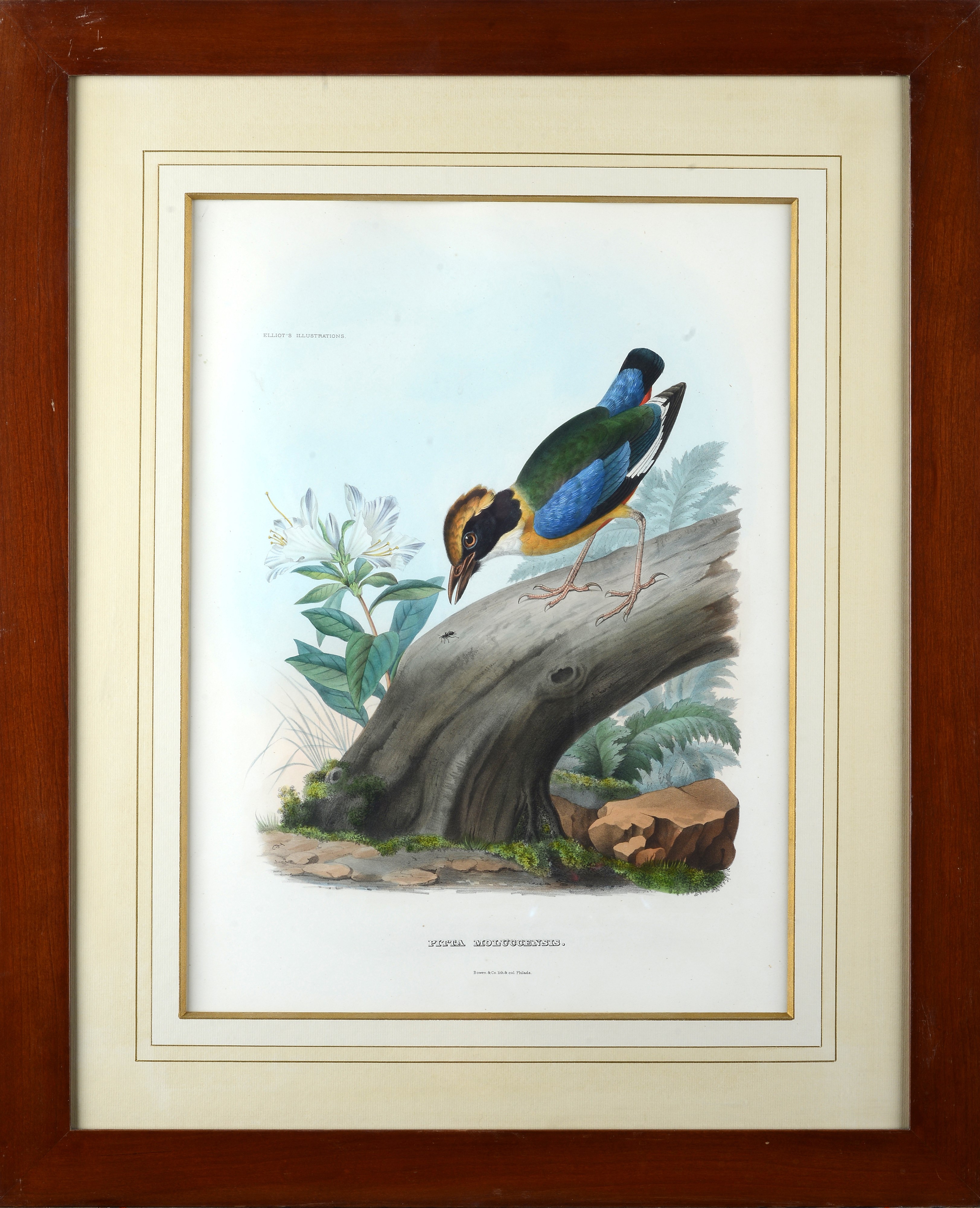 Serie di cinque litografie con uccelli