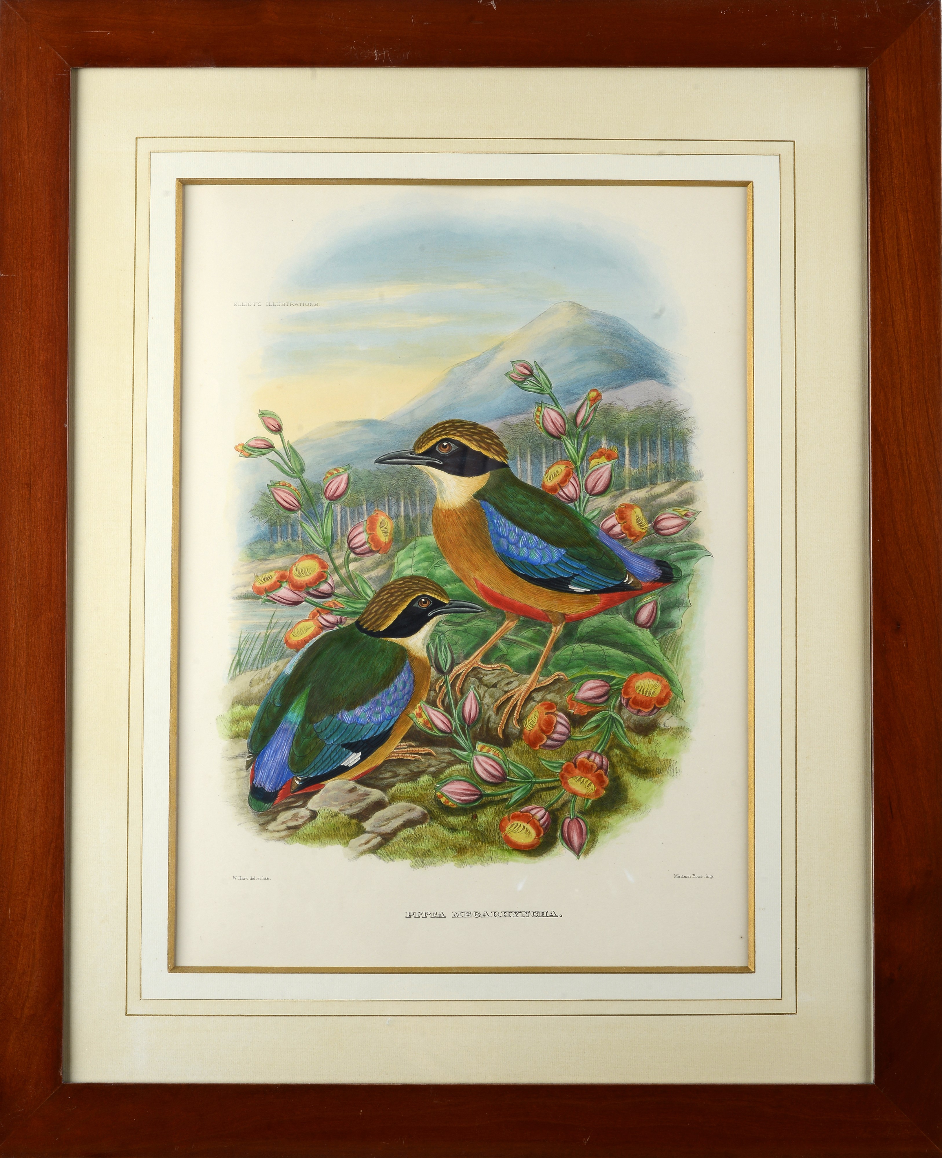 Serie di cinque litografie con uccelli