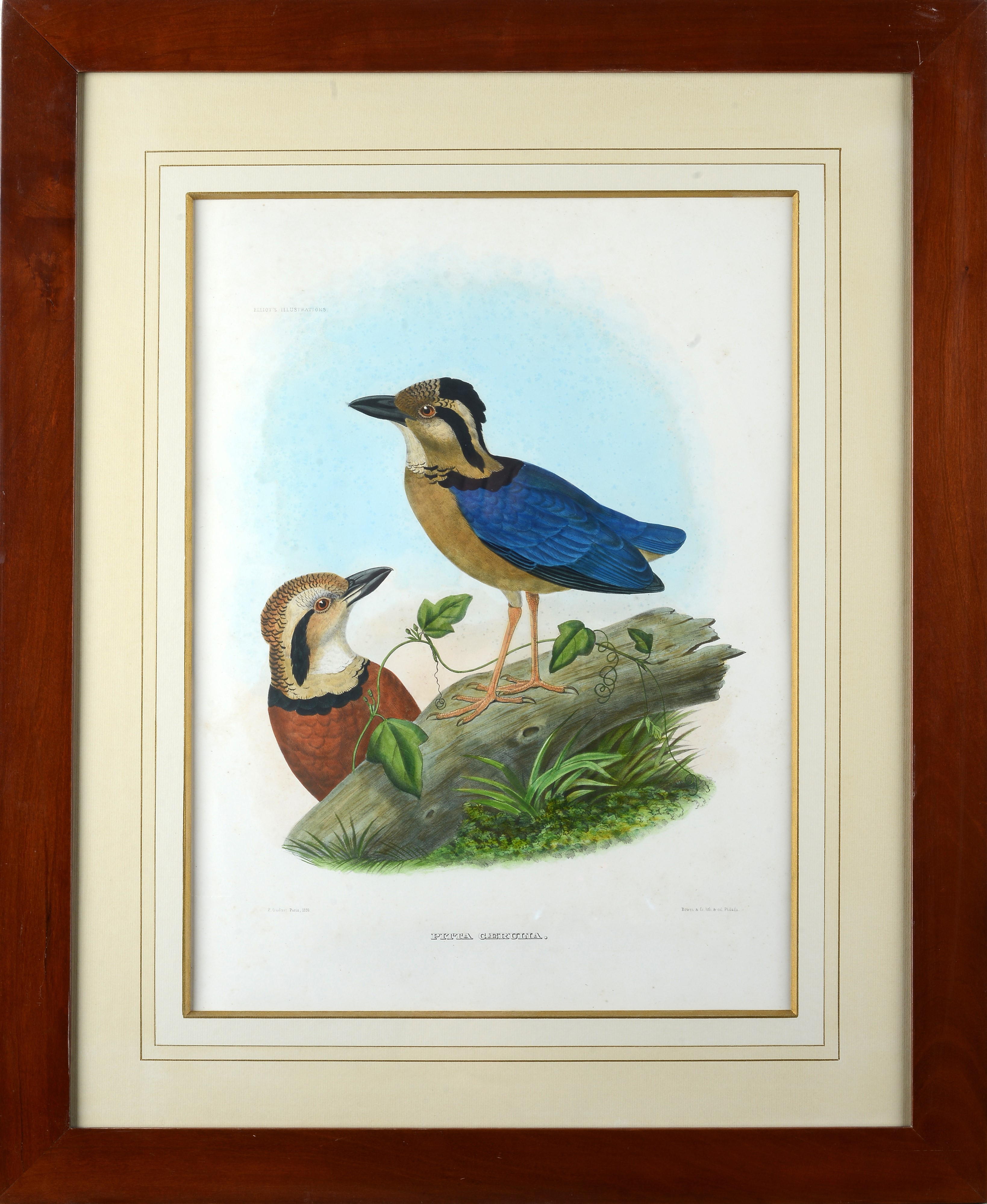 Serie di cinque litografie con uccelli