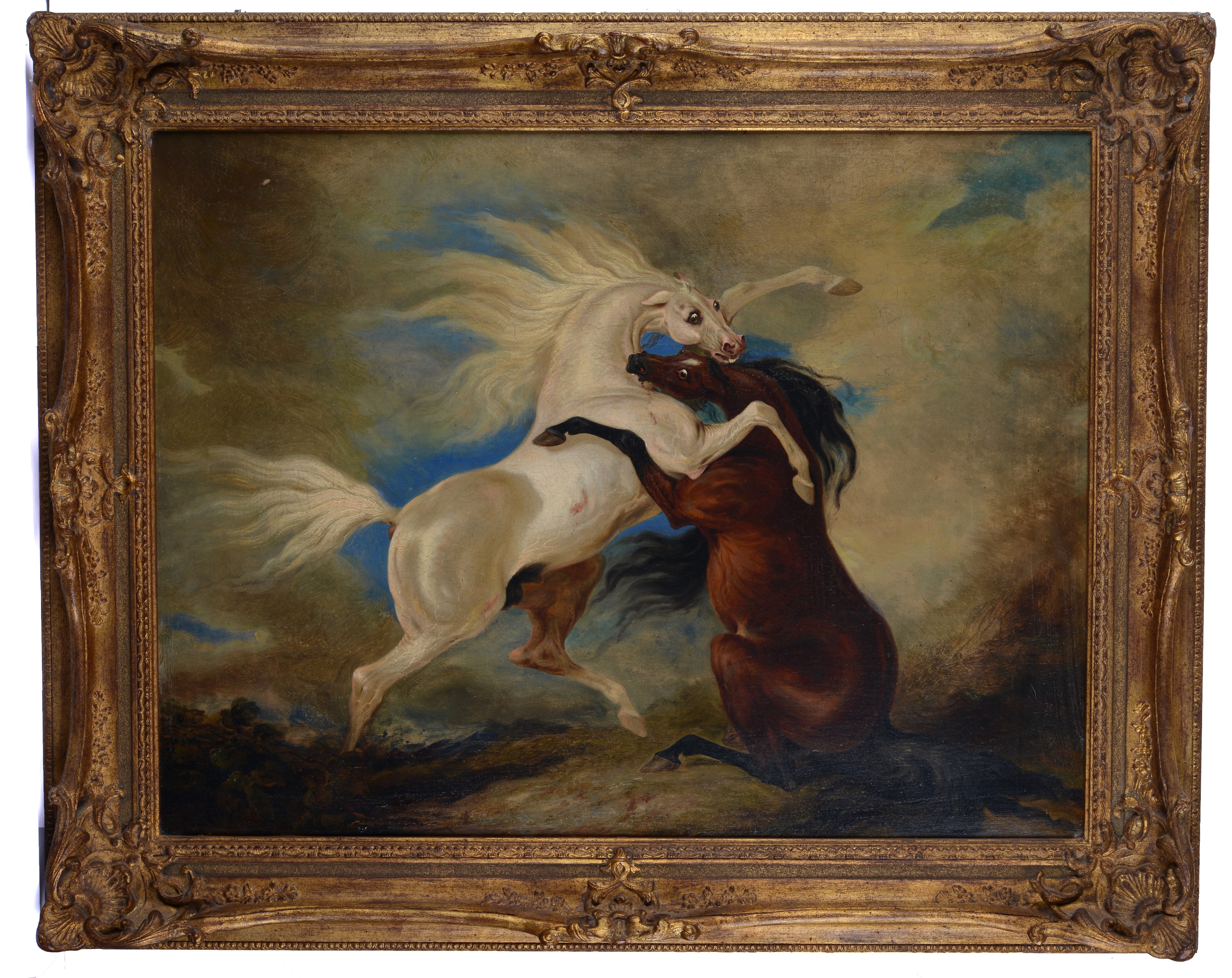 Combattimento di cavalli arabi