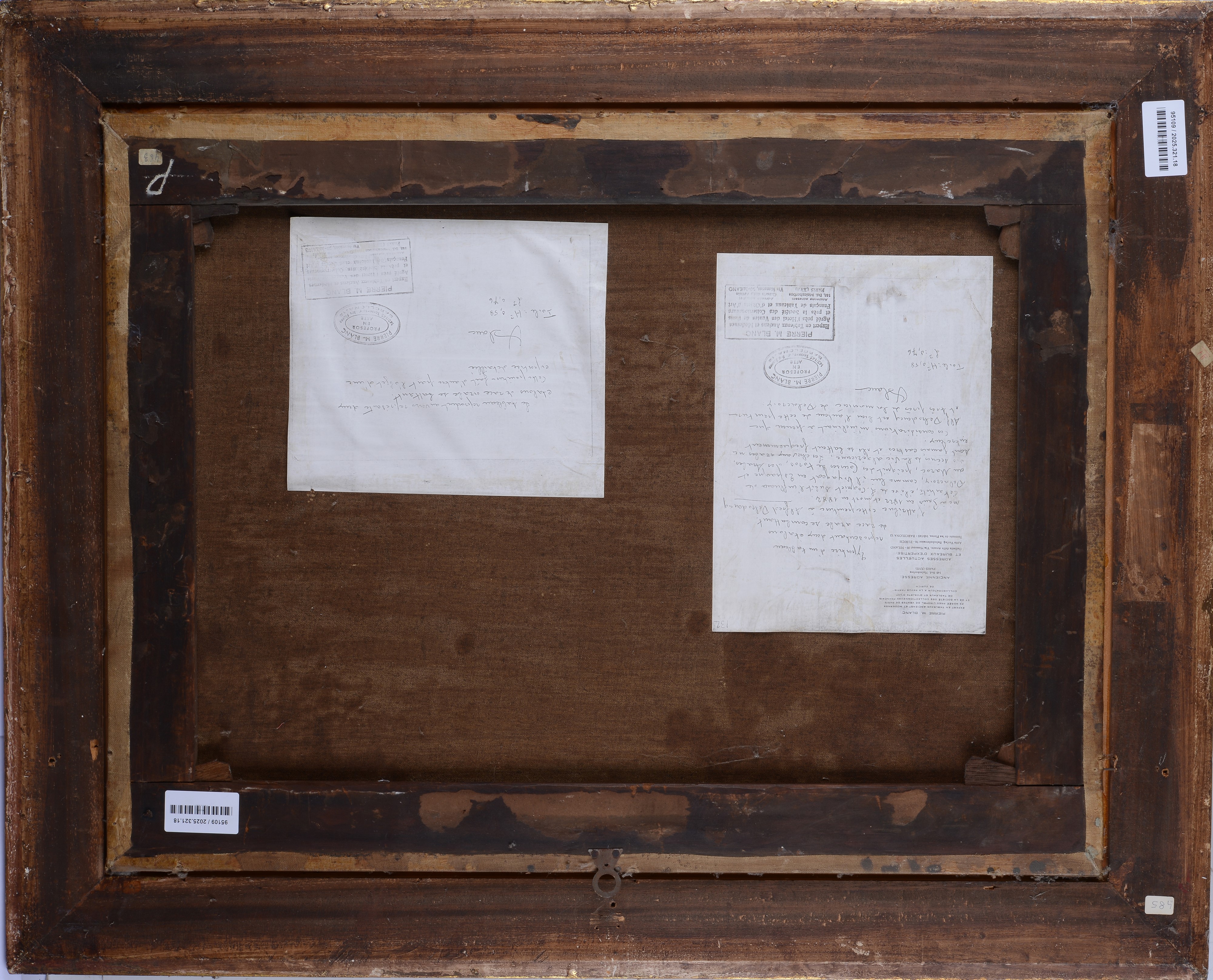 Combattimento di cavalli arabi