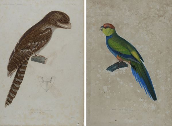 Coppia di incisioni tratte dal Voyage de l'Astrolabe - Zoologie