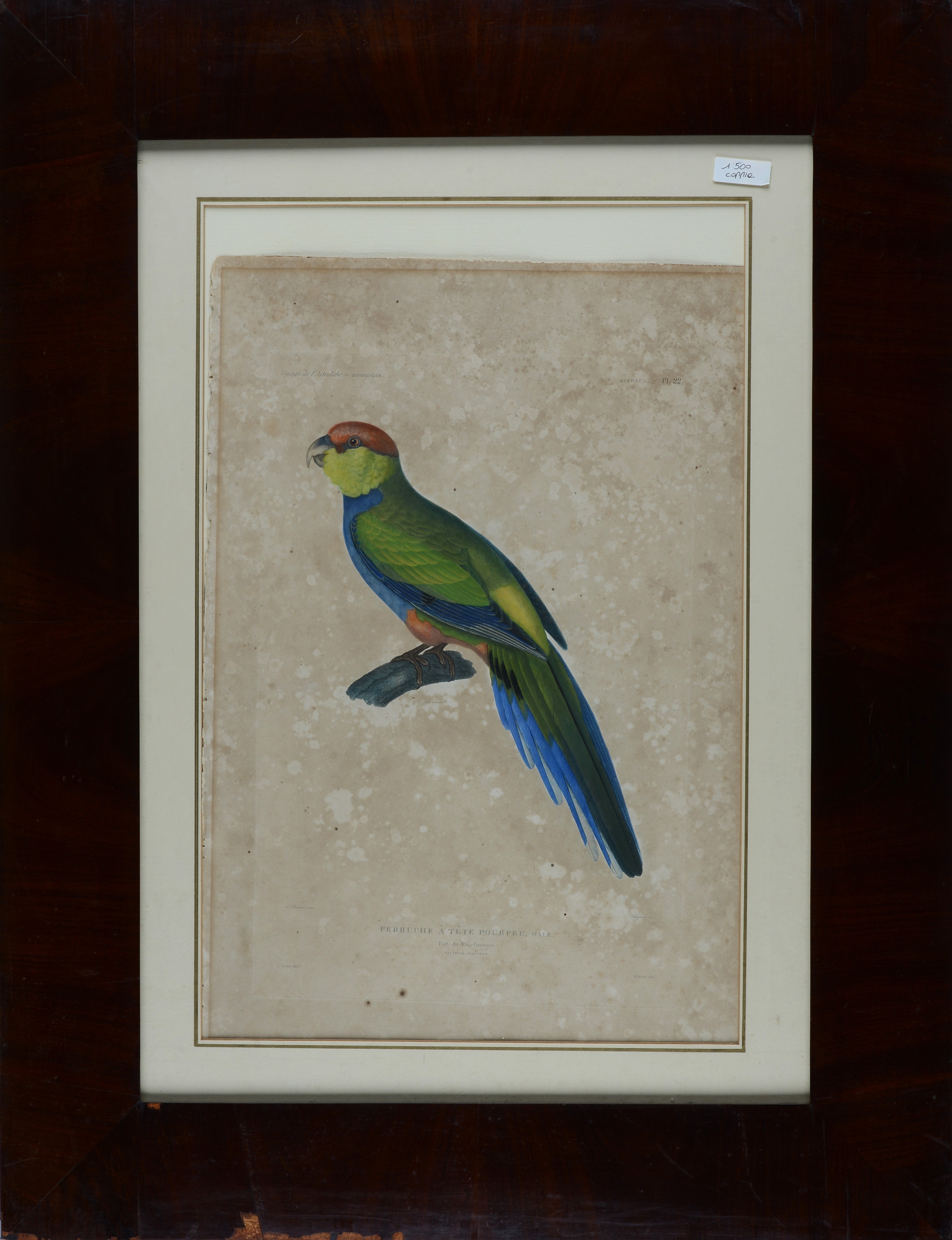 Coppia di incisioni tratte dal Voyage de l'Astrolabe - Zoologie