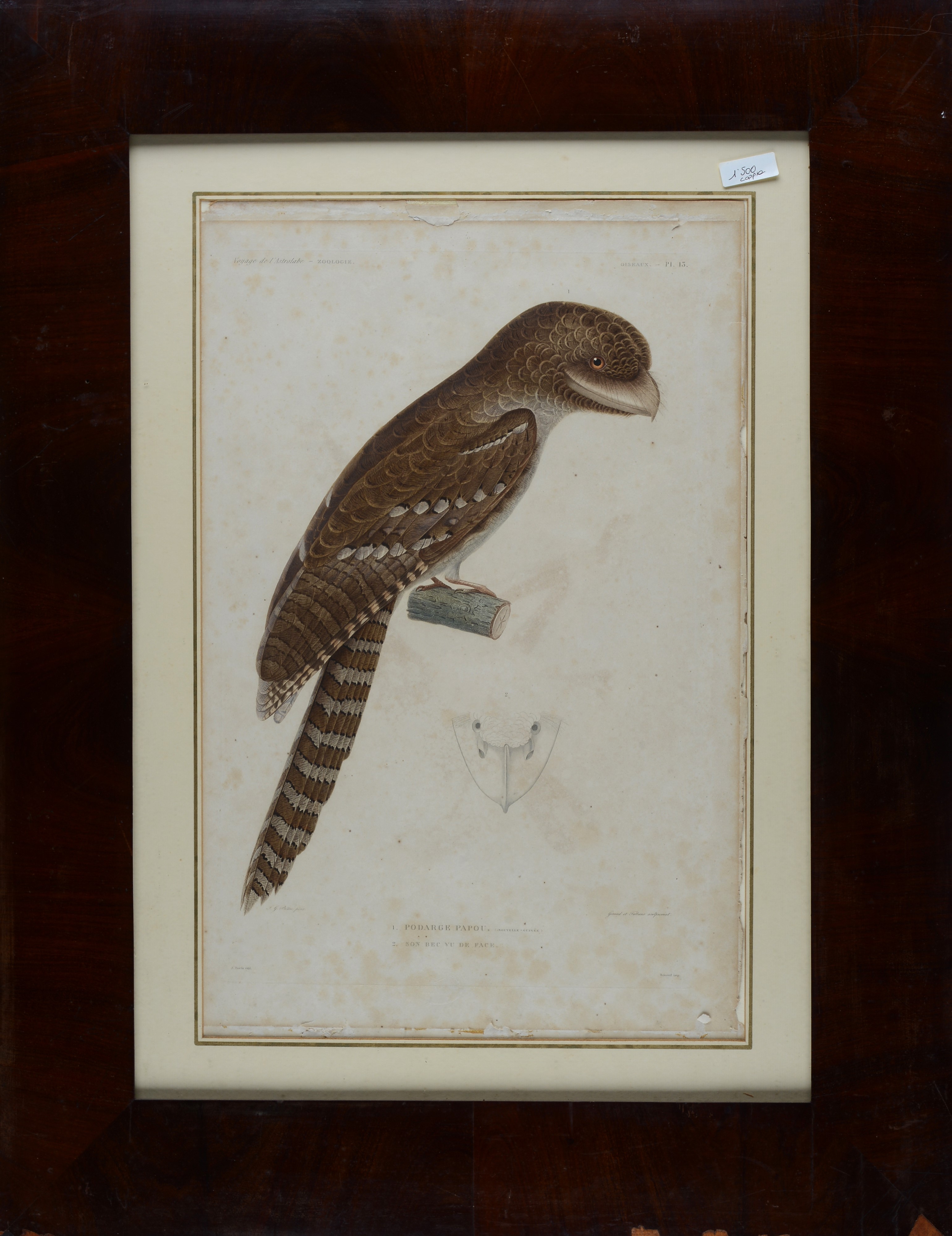 Coppia di incisioni tratte dal Voyage de l'Astrolabe - Zoologie